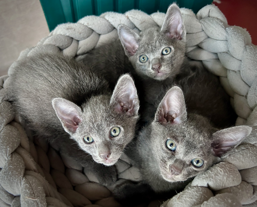 Blossom's kittens at 5 weeks